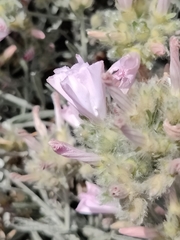 Convolvulus oleifolius