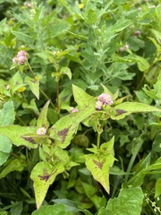 Persicaria