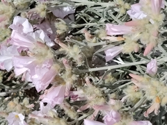 Convolvulus oleifolius