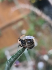 Anthophora furcata