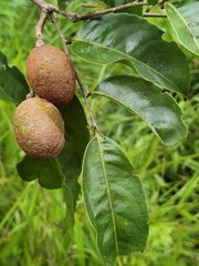 Sacoglottis trichogyna