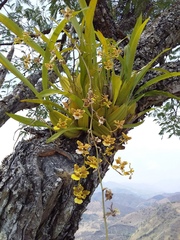 Oncidium leleui