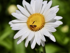 Parancistrocerus perennis