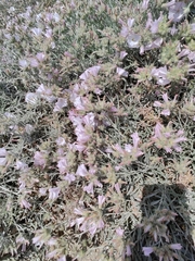 Convolvulus oleifolius