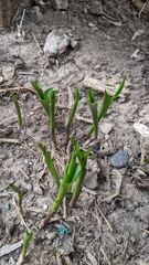 Maianthemum canadense