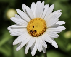 Parancistrocerus perennis