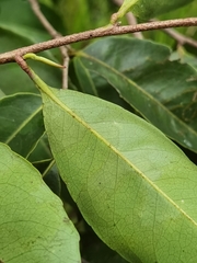 Sacoglottis trichogyna