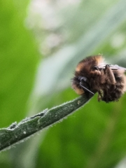 Anthophora furcata