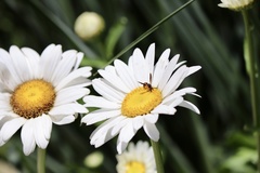 Parancistrocerus perennis