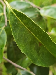 Sacoglottis trichogyna
