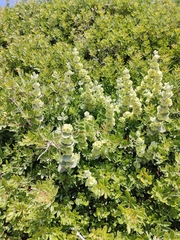 Pseudodictamnus acetabulosus