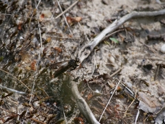 Pamponerus germanicus