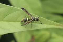 Apodynerus formosensis