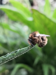 Anthophora furcata