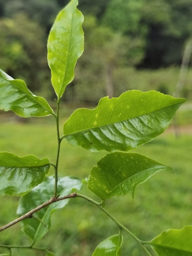 Image of Lecythis ampla by (c) Eduardo Chacón Madrigal, some rights reserved (CC BY)