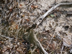 Pamponerus germanicus