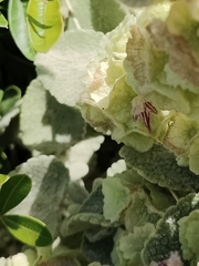 Pseudodictamnus acetabulosus