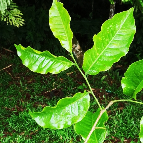 Image of Lecythis ampla by (c) Eduardo Chacón Madrigal, some rights reserved (CC BY)