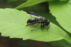 Orancistrocerus aterrimus erythropus