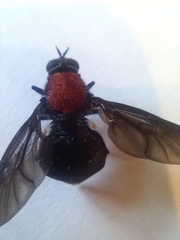 Clitellaria ephippium