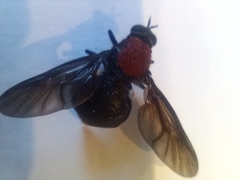 Clitellaria ephippium