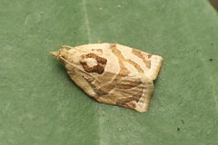 Adoxophyes privatana