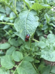 Clytra quadripunctata