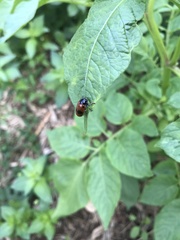 Clytra quadripunctata