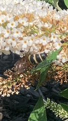 Dielis plumipes