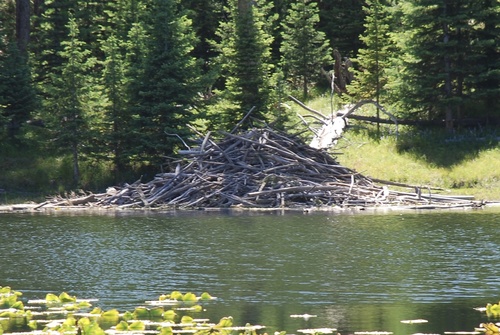 American Beaver photographed in Wyoming