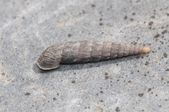 Laciniaria plicata