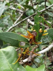 Austropuccinia