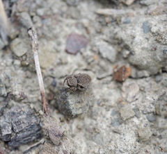 Attulus penicillatus