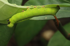 Macroglossum divergens