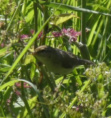 Phylloscopus trochilus