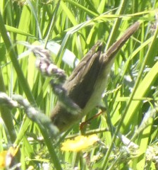 Phylloscopus trochilus