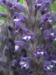 Phelipanche caesia