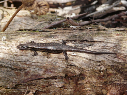 Carinascincus metallicus