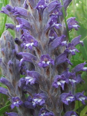 Phelipanche caesia