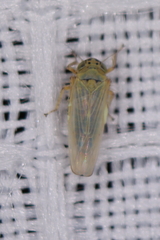 Macrosteles quadrilineatus