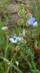 Thysanocarpus curvipes
