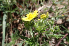 Potentilla argentea