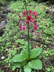 Primula japonica