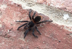 Homoeomma uruguayense