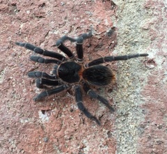 Homoeomma uruguayense