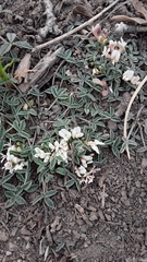 Trifolium gymnocarpon