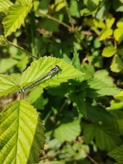 Coenagrion lunulatum