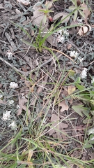 Trifolium gymnocarpon