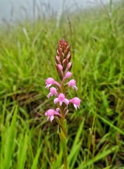 Satyrium nepalense
