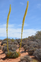 Agave utahensis